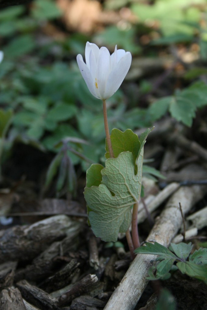 Bloodroot2