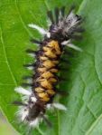 6bfbd0bb6ecfc611c43bb3aa0e894c9e--tigers-caterpillar