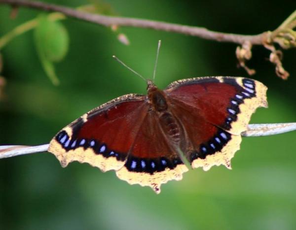 mourning_cloak_10-27-14